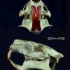 Crâne de Ragondin, (coll. D-GRRR)